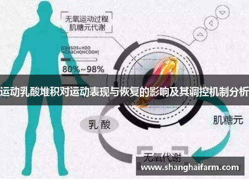运动乳酸堆积对运动表现与恢复的影响及其调控机制分析
